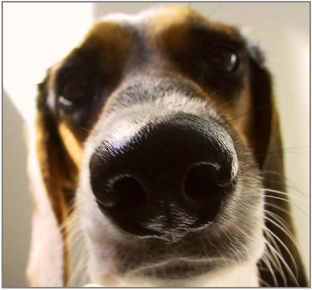 dog